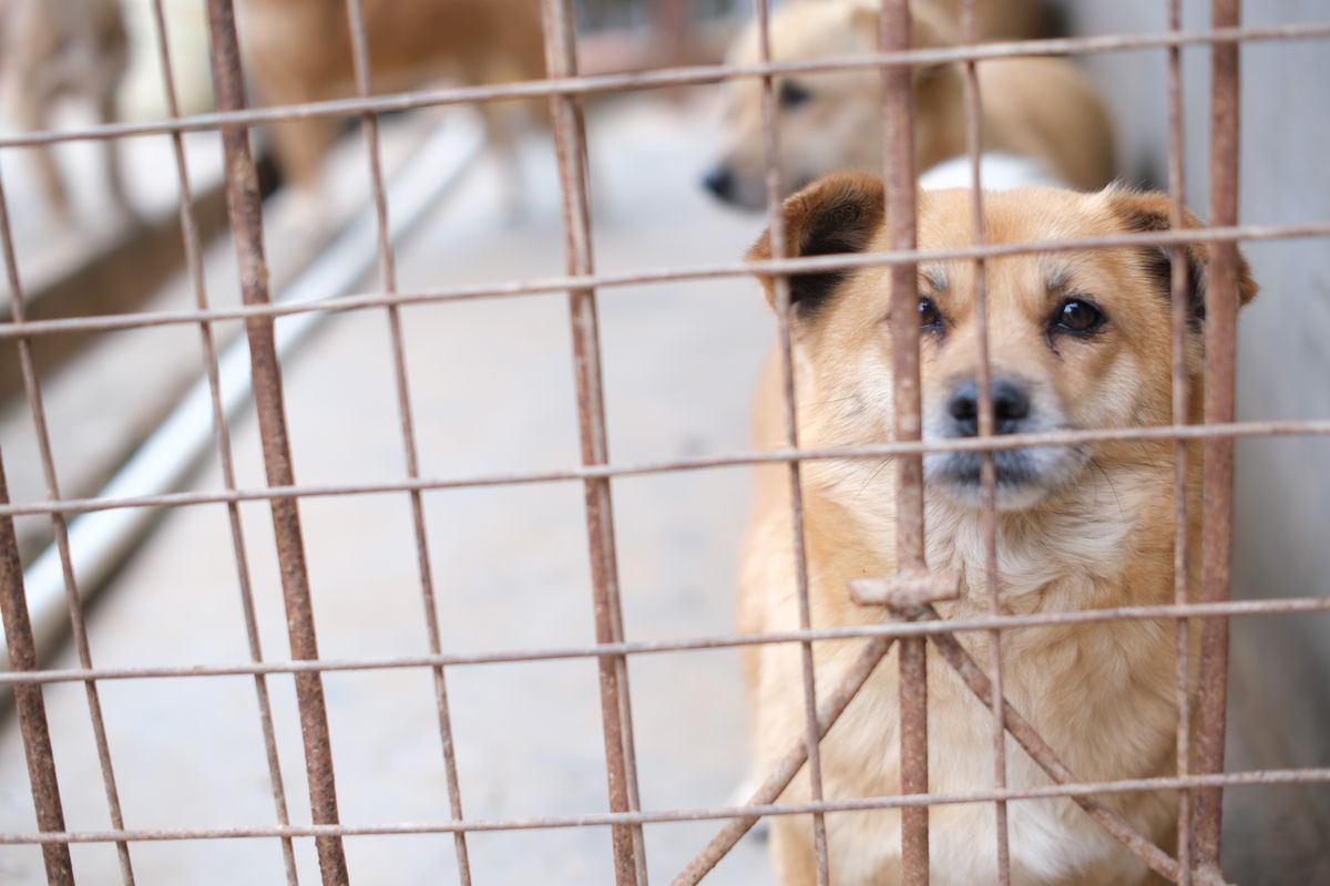 Maltraitance animale : les abandons ont triplé en dix ans devant la justice