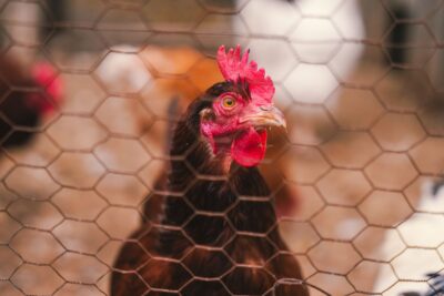 Grippe aviaire : ce que le plan 2026-2027 change pour les poulaillers familiaux