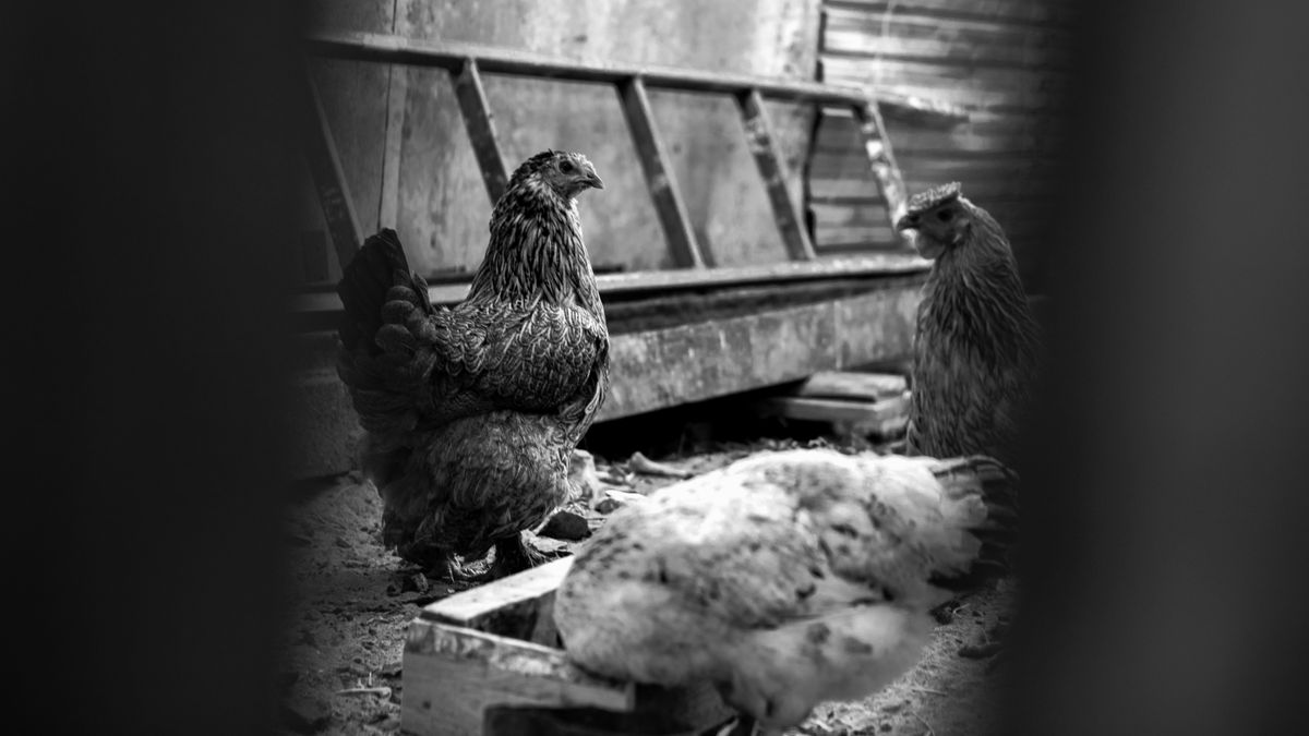 Poules de réforme : 1 500 pondeuses cherchent un poulailler à Montbert, comment bien les accueillir