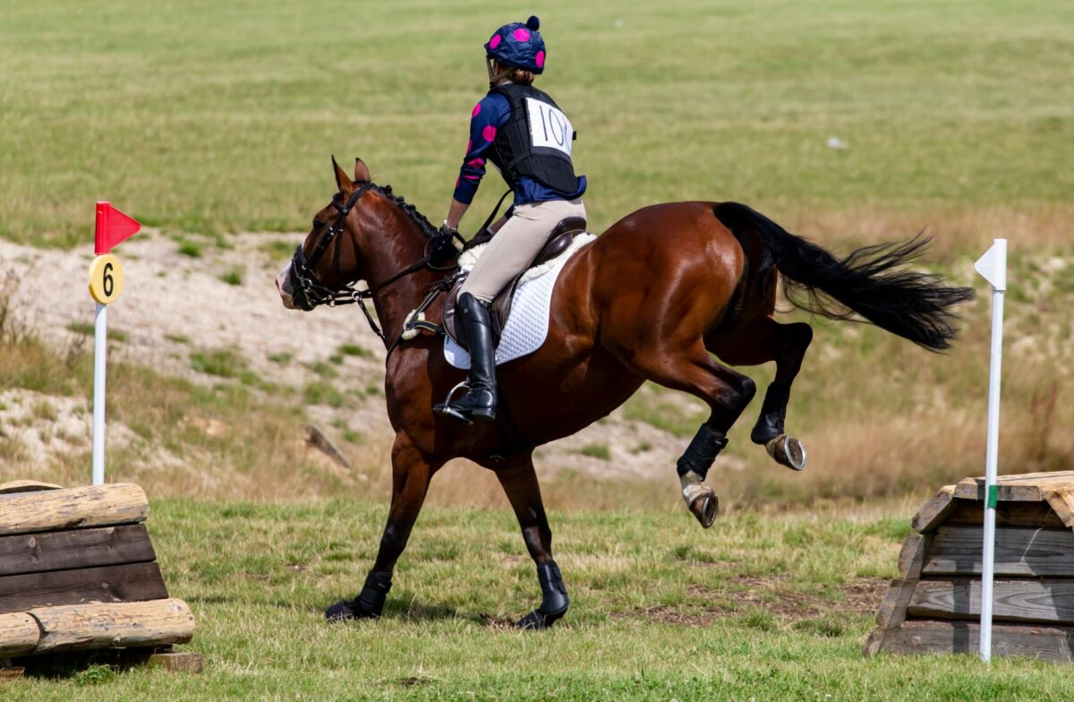 Mondial du Lion 2026 : les meilleurs jeunes chevaux du monde s'élancent au Lion-d'Angers