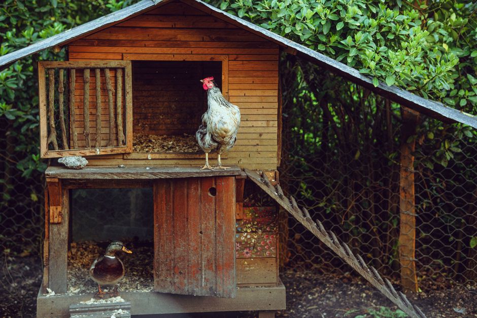 Poulailler poulailler en bois